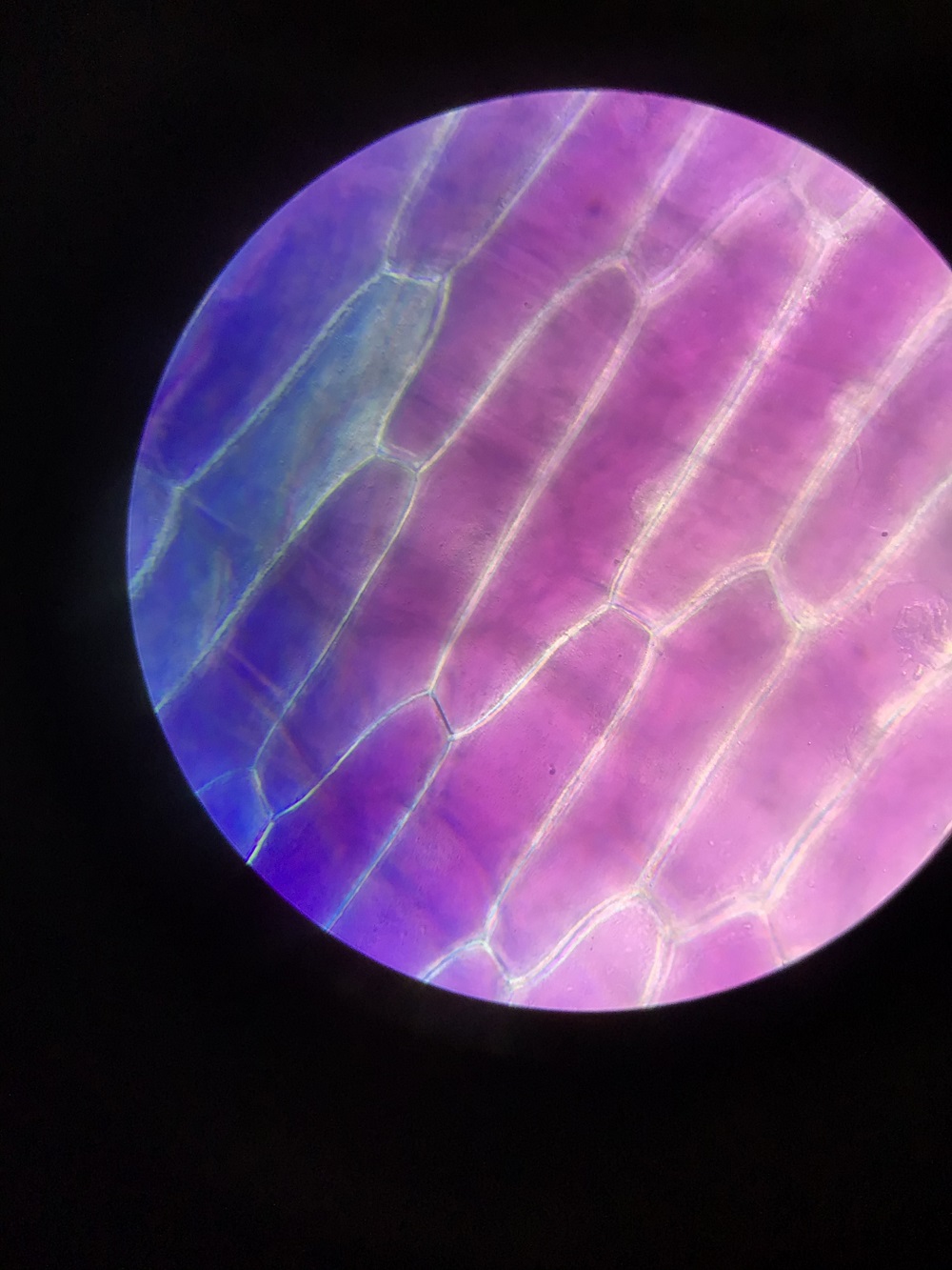 Auswertung der Mikroskopie der Zwiebelhaut mit Hilfe des Tablets